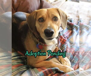 Beagle-Unknown Mix Dogs for adoption in Dunnellon, FL, USA