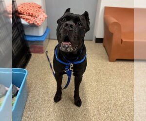 Mutt Dogs for adoption in Boston, MA, USA
