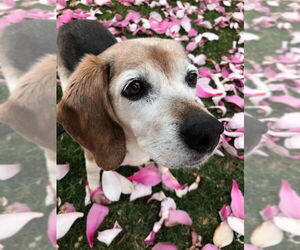 Beagle Dogs for adoption in Fairfax, VA, USA