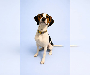 Mutt Dogs for adoption in Sandy, UT, USA