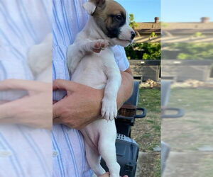 Mutt Dogs for adoption in Chula Vista, CA, USA