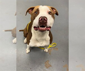 Mutt Dogs for adoption in Peoria, IL, USA