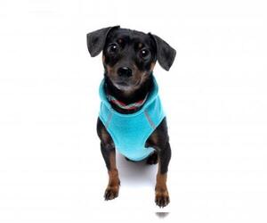 Doxie-Pin Dogs for adoption in Derwood, MD, USA