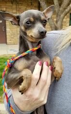 Chipin Dogs for adoption in Irving, TX, USA