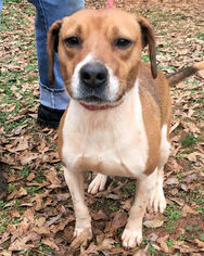 Mutt Dogs for adoption in Rutherfordton, NC, USA