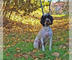 Portuguese Water Dog Dogs for adoption in Mt Carmel, PA, USA