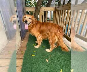 Golden Retriever Dogs for adoption in Temple, GA, USA