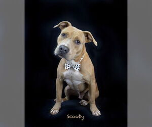 Staffordshire Bull Terrier-Unknown Mix Dogs for adoption in Hot Springs Village, AR, USA