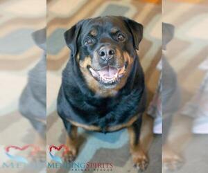 Rottweiler Dogs for adoption in Mankato, MN, USA
