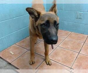 Mutt Dogs for adoption in Downey, CA, USA
