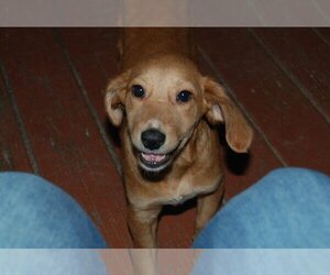 Labrador Retriever-Unknown Mix Dogs for adoption in Aurora, IN, USA