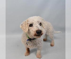Bichon Frise Dogs for adoption in Fort Collins, CO, USA