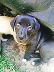 Medium Photo #22 Labrador Retriever-Unknown Mix Puppy For Sale in Los Banos, CA, USA