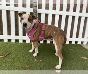 Mutt Dogs for adoption in Modesto, CA, USA