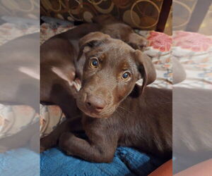 Labrador Retriever-Unknown Mix Dogs for adoption in Aurora, IN, USA