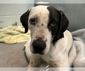 Pointer-Unknown Mix Dogs for adoption in Tavares, FL, USA