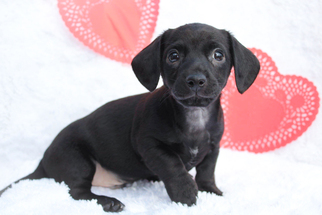 Dachshund Dogs for adoption in McDonough, GA, USA