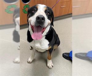 Greater Swiss Mountain Dog Dogs for adoption in Fort Lauderdale, FL, USA