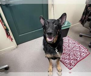 German Shepherd Dog Dogs for adoption in Pasadena, CA, USA