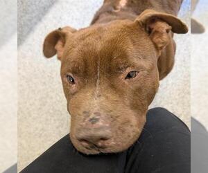 Mutt Dogs for adoption in Houston, TX, USA