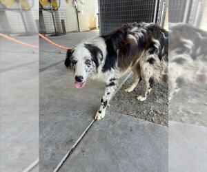 Border-Aussie Dogs for adoption in Woodland, CA, USA