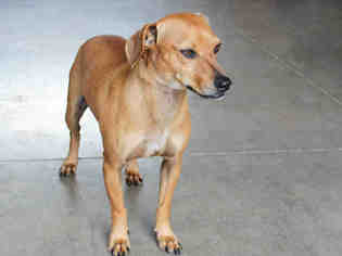 Dachshund Dogs for adoption in Edmond, OK, USA