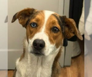 Border-Aussie Dogs for adoption in Lake Forest, CA, USA