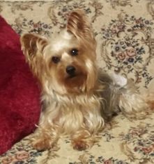 Silky Terrier Dogs for adoption in Crossville, AL, USA