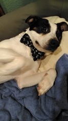 Boston Terrier-Unknown Mix Dogs for adoption in Hayesville, NC, USA