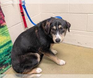 Labrador Retriever-Unknown Mix Dogs for adoption in Moreno Valley, CA, USA