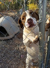 American Pit Bull Terrier-Pointer Mix Dogs for adoption in Albemarle, NC, USA