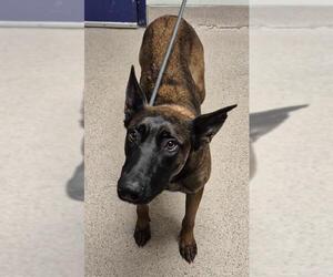 Mutt Dogs for adoption in Bakersfield, CA, USA