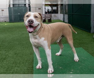 American Pit Bull Terrier Dogs for adoption in Pasadena, CA, USA