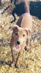 Rhodesian Ridgeback-Unknown Mix Dogs for adoption in Del Rio, TX, USA