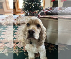 Cocker Spaniel Dogs for adoption in Flushing, NY, USA