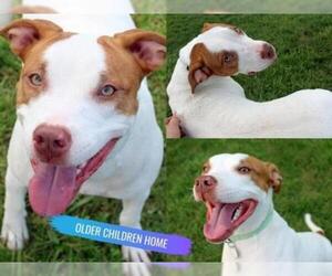 American Pit Bull Terrier Dogs for adoption in Fort Wayne, IN, USA