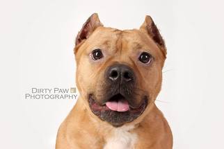 Staffordshire Bull Terrier-Unknown Mix Dogs for adoption in Alexandria, VA, USA
