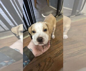 Bulldog-Unknown Mix Dogs for adoption in Ball Ground, GA, USA