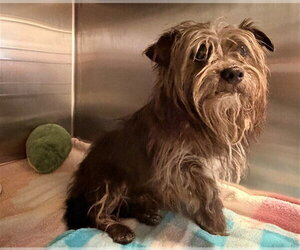 Cairn Terrier Dogs for adoption in Rancho Cucamonga, CA, USA