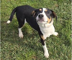 Rottweiler-Unknown Mix Dogs for adoption in Placerville, CA, USA