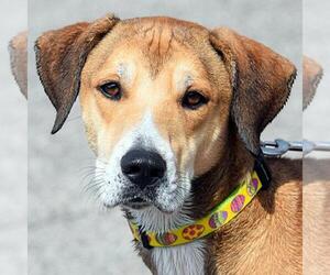 Labrador Retriever-Unknown Mix Dogs for adoption in Huntley, IL, USA