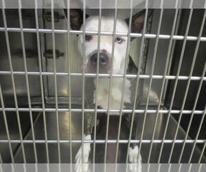 American Pit Bull Terrier Dogs for adoption in Oklahoma City, OK, USA