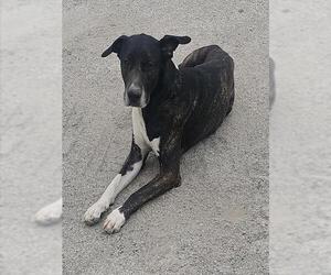 Mutt Dogs for adoption in San Antonio, TX, USA