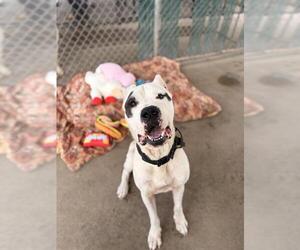 Argentinian Mastiff Dogs for adoption in Chula Vista, CA, USA
