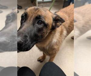 Mutt Dogs for adoption in Bakersfield, CA, USA