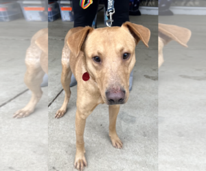 Labrador Retriever-Unknown Mix Dogs for adoption in Rockville, MD, USA