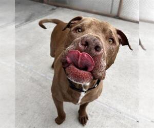 American Pit Bull Terrier-Unknown Mix Dogs for adoption in Denver, CO, USA