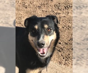 Border Collie-Unknown Mix Dogs for adoption in westminster, CO, USA