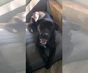 Mutt Dogs for adoption in Placerville, CA, USA