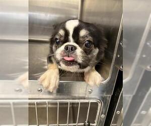 French Bulldog Dogs for adoption in Houston, TX, USA